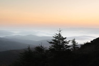 Morning fog in autumn mountains. Fir trees silhouettes on foreground. Beautiful sunrise on background. Landscape photography