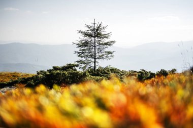 Lonely fir tree on autumn mountains meadow. Beautiful sunrise on background. Landscape photography