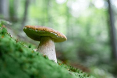 Sonbahar ormanında büyük beyaz mantar porcini. Doğa fotoğrafçılığı