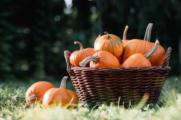 Different kind of pumpkins in garden basket. Halloween and thanksgiving holiday and autumn harvest background