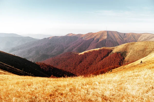 在乌克兰喀尔巴阡山脉 美丽的秋天群山与红色山毛榉林交织在一起 景观摄影 — 图库照片