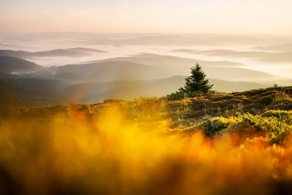 Morning Fog Autumn Mountains Fir Trees Silhouettes Foreground Beautiful Sunrise — Fotografia de Stock
