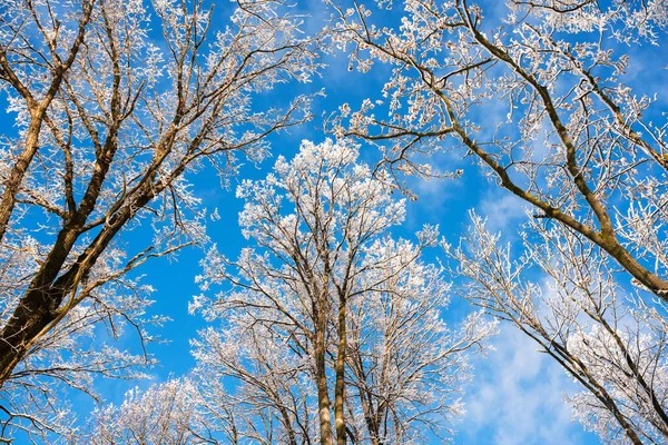 Bodem Uitzicht Een Winter Besneeuwde Bomen Blauwe Lucht Ijzige Takken — Stockfoto