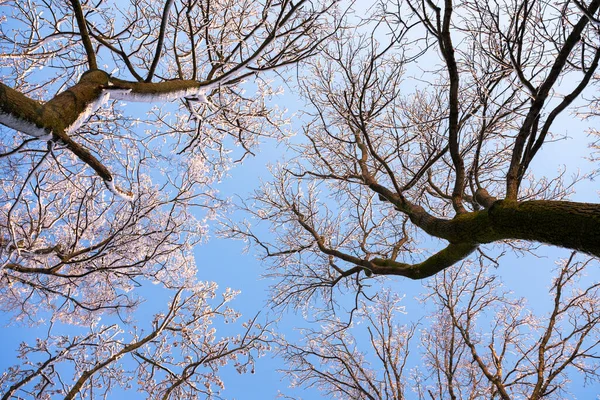 在蓝天的冬雪树上 可以看到最底层的景色 多霜的枝条在阳光灿烂的日子里结霜了 景观摄影 — 图库照片