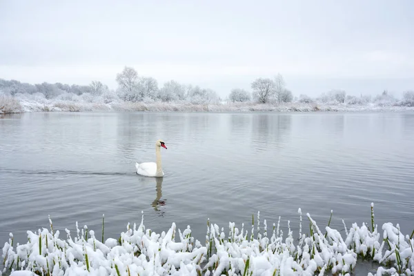 Alleen Witte Zwaan Zwemmen Winter Meer Water Zonsopgang Tijd Ijzige — Stockfoto