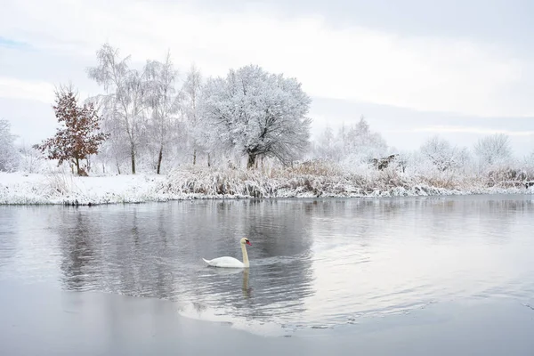 Один Білий Лебідь Плаває Зимовому Озері Воді Під Час Сходу — стокове фото