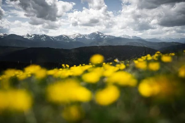 乌克兰喀尔巴阡山上的黄花盛开 景观摄影 — 图库照片
