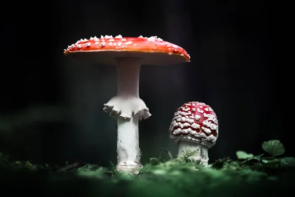 Fly Agaric Amanita Muscari Beautiful Red Headed Hallucinogenic Toxic Mushroom — Stock Photo, Image