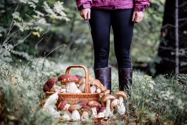 Cesta Con Setas Blancas Comestibles Boletus Edulis Recoger Porcini Bosque —  Fotos de Stock