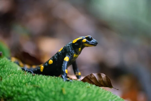 Salamandre Feu Adulte Sur Mousse Verte Dans Forêt Automne — Photo