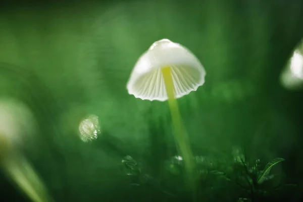 Beautiful Macro Shot Single Forest Mushroom Moss Nature Macro Photography — Stock Photo, Image