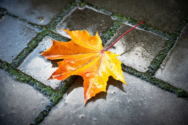 Islak Kaldırım Taşlarının Üzerine Portakal Rengi Sonbahar Akçaağaç Yaprağı Fotokopi — Stok fotoğraf