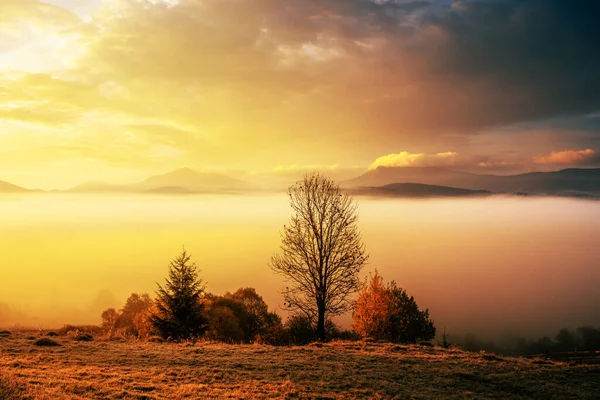Picturesque Autumn Mountains Trees Sea Fog Carpathian Mountains Ukraine Landscape — Stock Photo, Image