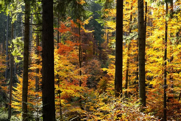 Majestic Forest Yellow Orange Folliage Autumn Time Picturesque Fall Scene — Stock Photo, Image