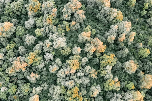 魔法の夏の森を見下ろす空中ドローンの写真 自然を背景に 風景写真 — ストック写真