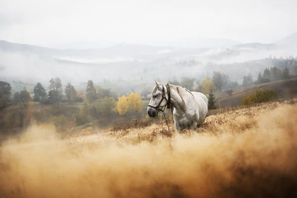 White Horse Foggy Meadow Autumn Mountains Valley Ukrainian Carpathians Autumn — Stock Photo, Image