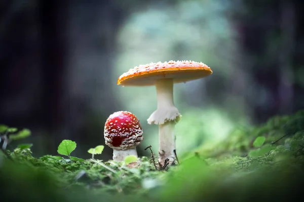 Муха Агарическая Amanita Muscari Красивый Рыжий Галлюциногенный Токсичный Гриб Темном — стоковое фото