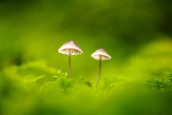 Красивый Макроснимок Двух Лесных Грибов Мху Природная Макрофотография — стоковое фото