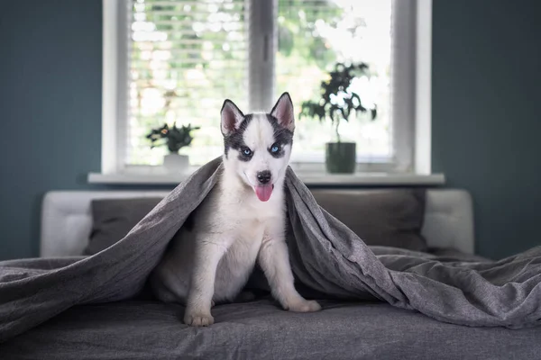 小さな白い犬の子犬はグレーのカーペットの下で美しい青い目でシベリアの空を繁殖させます 犬とペットの写真 — ストック写真