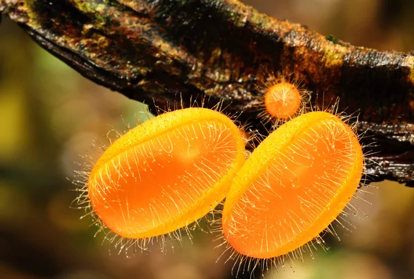 Mushroom — Stock Photo, Image