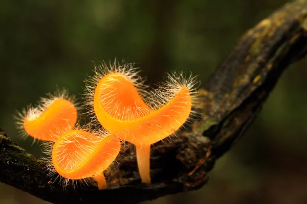 Goblet mushroom — Stock Photo, Image