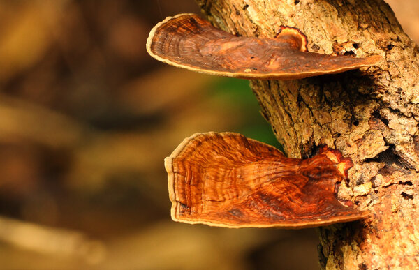 Коричневый гриб
