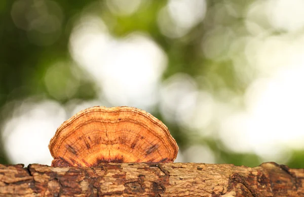 Cogumelo castanho — Fotografia de Stock