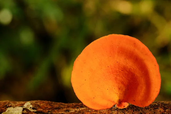 Mushroom — Stock Photo, Image