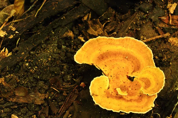 黄蘑菇 — 图库照片