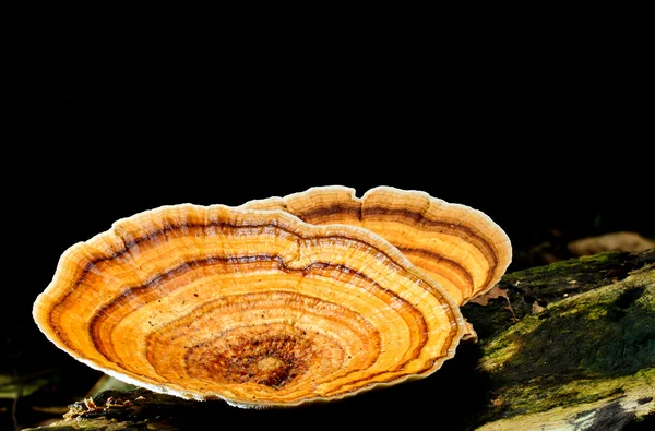 Mushroom — Stock Photo, Image