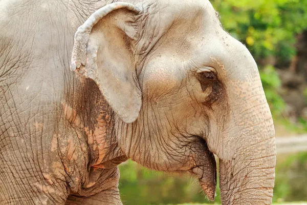 Elephant — Stock Photo, Image
