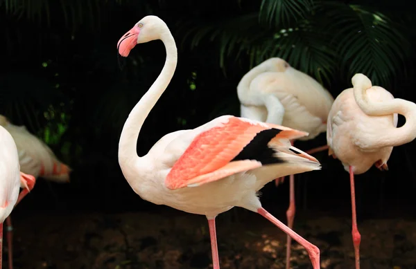 Flamingo — Foto de Stock