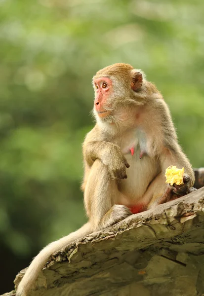 Monkey — Stock Photo, Image