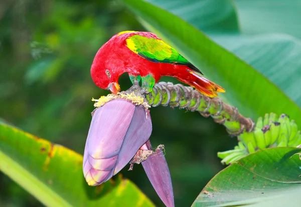 Macaw_ — 스톡 사진