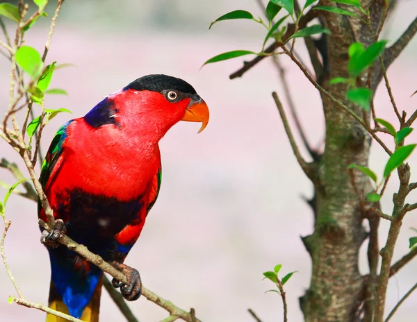 Macaw na gałęzi — Zdjęcie stockowe