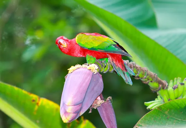 Macaw _ — стоковое фото