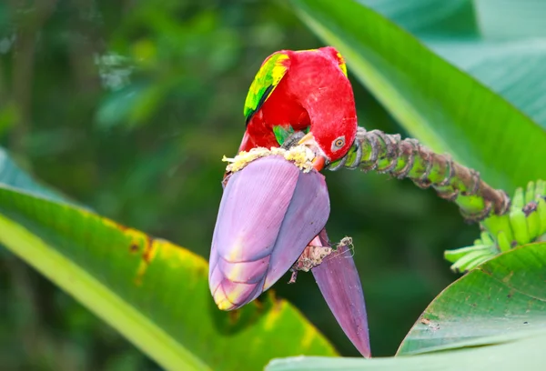 Macaw_ — Stock Photo, Image