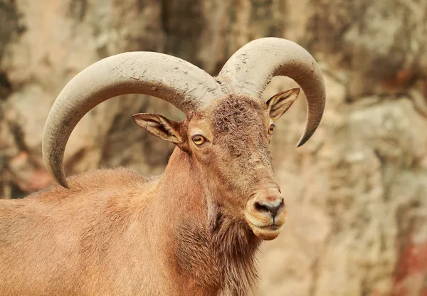 Mountain goat — Stockfoto