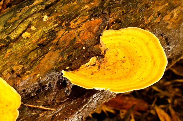 Mushroom — Stock Photo, Image