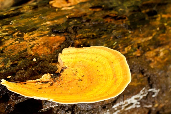 Mushroom — Stock Photo, Image