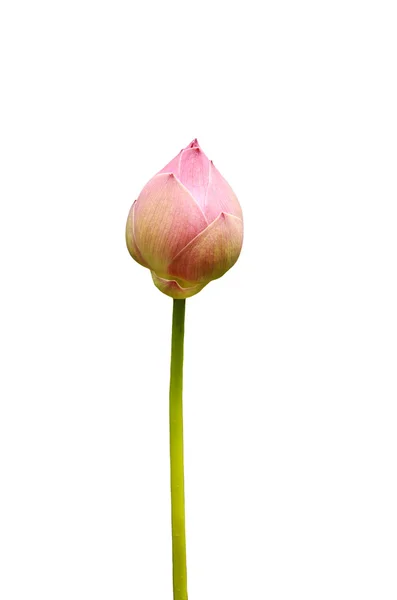 Pink lotus — Stock Photo, Image