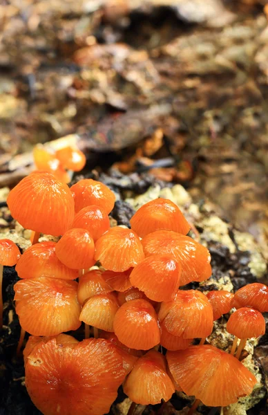 Small mushroom — Stock Photo, Image