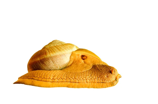 The snail — Stock Photo, Image