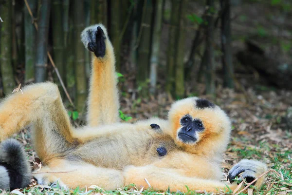 Hvitt kinn gibbon – stockfoto