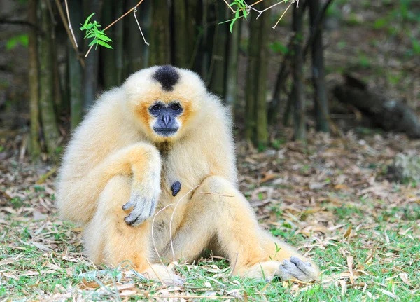 Bílými tvářemi gibbon — Stock fotografie