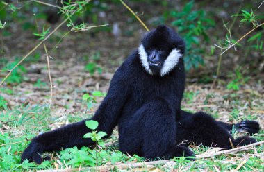 Beyaz yanaklı gibbon