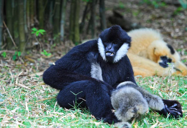 Hvit cheeked Gibbon – stockfoto