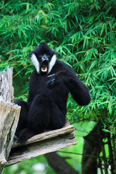 Witte wang Gibbon — Stockfoto