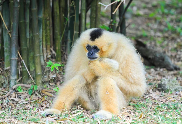 Beyaz yanaklı gibbon — Stok fotoğraf