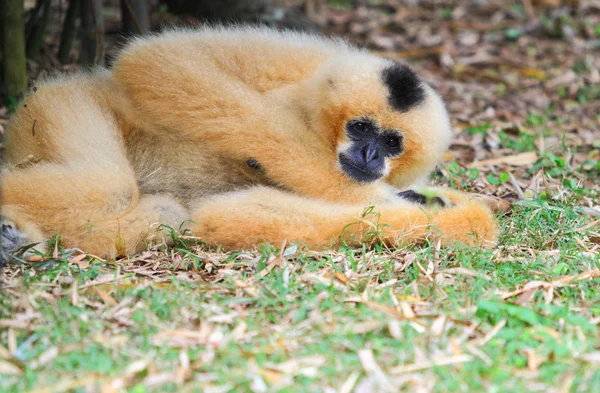 Gibbon de faces brancas — Fotografia de Stock